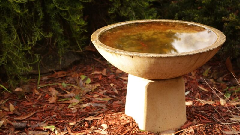 279 birdbath
